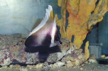 Pez mariposa portaestandarte (Heniochus varius)