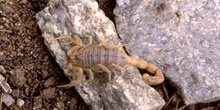 Alacrán o Escorpión (Buthus occitanus)