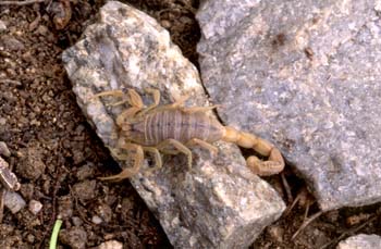 Alacrán o Escorpión (Buthus occitanus)