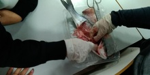 Diseccionando un pescado 3