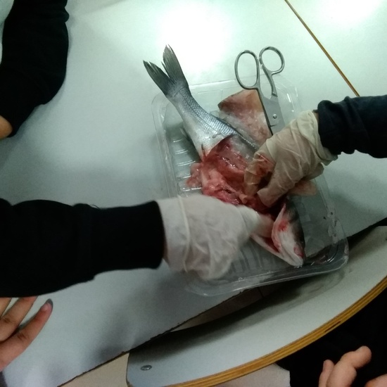 Diseccionando un pescado 3