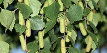 Abedul llorón - Flor Femenina (Betula pendula)