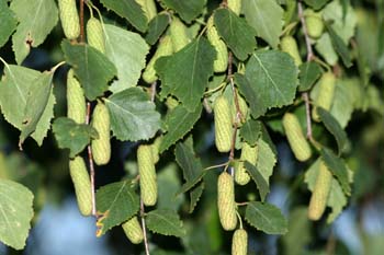 Abedul llorón - Flor Femenina (Betula pendula)