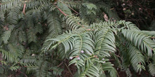  Tejo de Hokkaido (Cephalotaxus harringtonia)