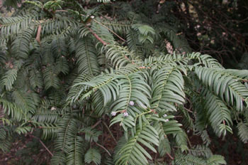  Tejo de Hokkaido (Cephalotaxus harringtonia)