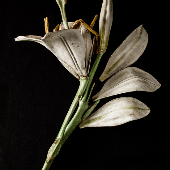 IES_ISABELLACATOLICA_BIOLOGIA_010