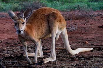 Canguro rojo, Australia