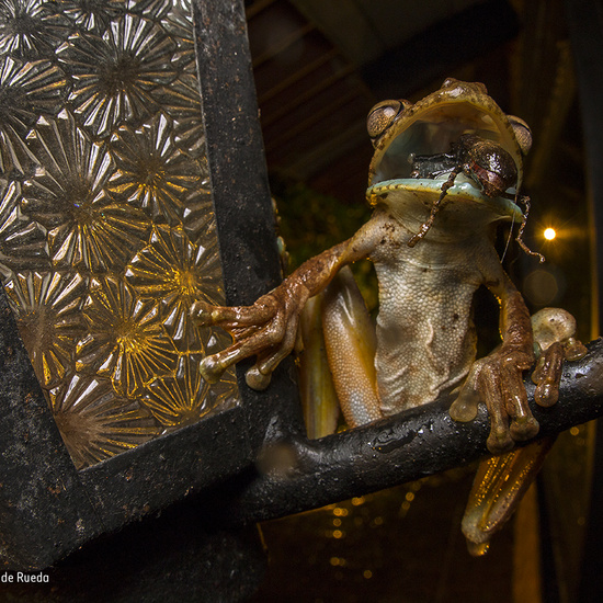 Ganadores del Wildlife Photographer of the Year 2017 4