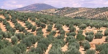 Olivo - Olivar (Olea europaea)