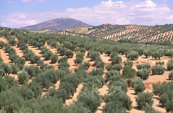 Olivo - Olivar (Olea europaea)
