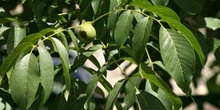 Nogal - Hoja (Juglans regia)