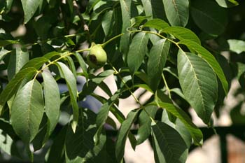 Nogal - Hoja (Juglans regia)