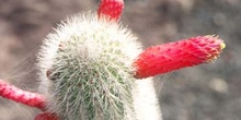 Cleistocactus brookeae