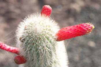 Cleistocactus brookeae