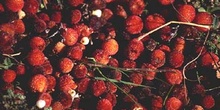 Madroño - Fruto (Arbutus unedo)