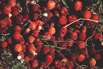 Madroño - Fruto (Arbutus unedo)