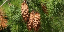 Abeto de Douglas - (Pseudotsuga menziesii)