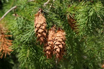 Abeto de Douglas - (Pseudotsuga menziesii)