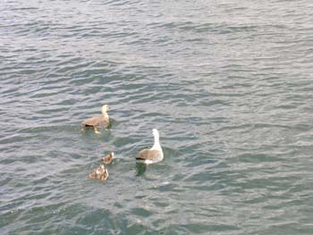 Patos, Argentina