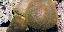 Anémona de disco (Actinodiscus sp.)