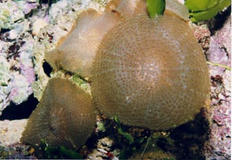 Anémona de disco (Actinodiscus sp.)