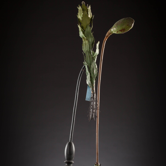 IES_CARDENALCISNEROS_BOTÁNICA_III_MODELOS_017