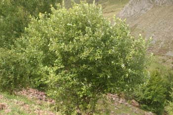 Sauce cabruno - Porte (Salix caprea)