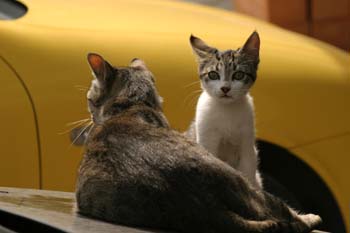 Gato doméstico (Felix catus)