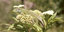 Lagarto verde (Lacerta bilineata)