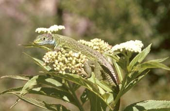 Lagarto verde (Lacerta bilineata)