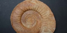 Pseudoperisphinctes subackeriae (Ammonites) Jurásico