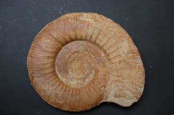 Pseudoperisphinctes subackeriae (Ammonites) Jurásico