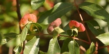 Cornicabra o terebinto - Agallas (Pistacia terebinthus)