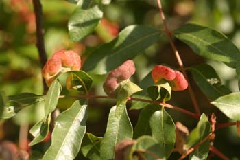 Cornicabra o terebinto - Agallas (Pistacia terebinthus)