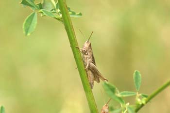 Saltamontes (Acrididae fam.)