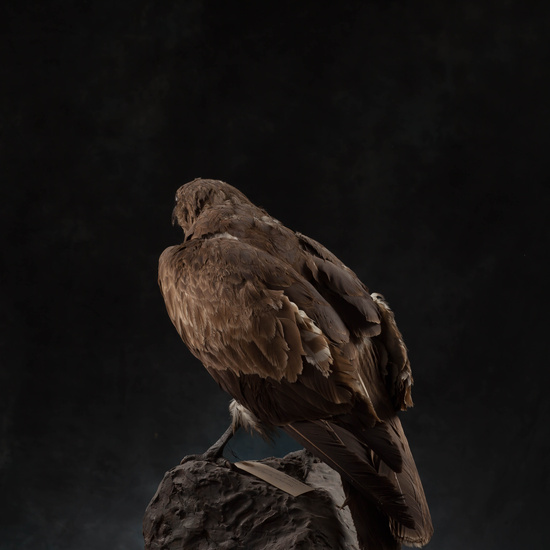 IES_SANISIDRO_MUSEO_Aves_185