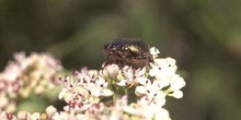 Escarabajo verde metálico (Cetonia carthami)