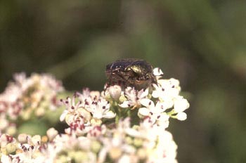 Escarabajo verde metálico (Cetonia carthami)
