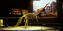 Plateosaurus (Dinosauria, Prosaurópodo), Museo del Jurásico de A