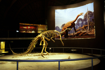 Plateosaurus (Dinosauria, Prosaurópodo), Museo del Jurásico de A