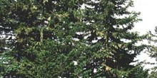 Abeto blanco - Porte (Abies alba)