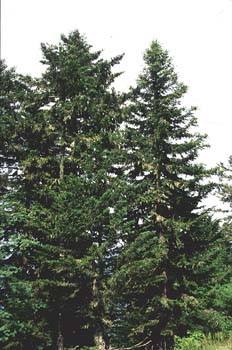 Abeto blanco - Porte (Abies alba)