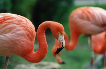 Flamenco (Phoenicopterus ruber roseus)