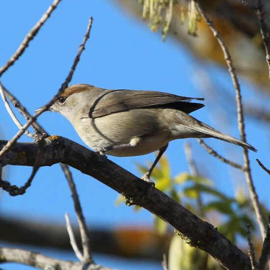 Curruca capirotada hembra
