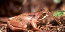 Rana bermeja (Rana temporaria)