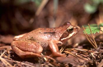 Rana bermeja (Rana temporaria)