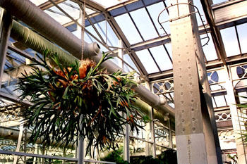 Planta suspendida en estructura metálica