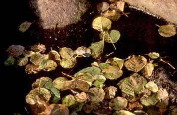 Aliso - Suelo (Alnus glutinosa)
