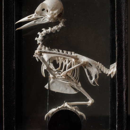 IES_ISABELLACATOLICA_BIOLOGIA_249