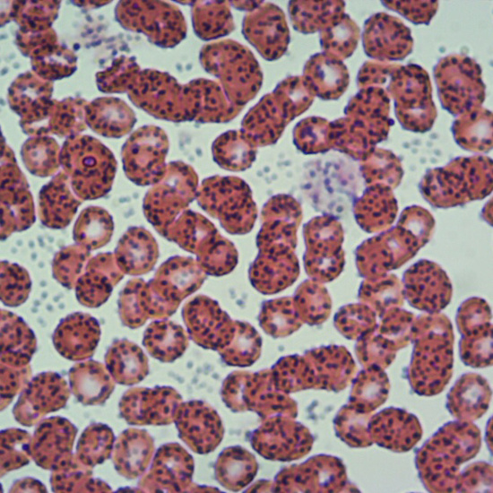 Células sanguíneas 1